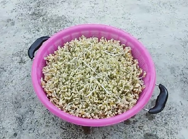 Giá đỗ sau hơn 2 ngày